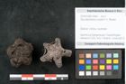 Foto (Objekt + Etikett) von Spondylostrobus smythii F.V. Mueller (NHMW-GEO-2024-0188-10400)